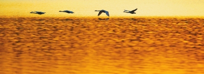 聽,是誰在唱歌!三門峽黃河庫區(qū)天鵝起舞