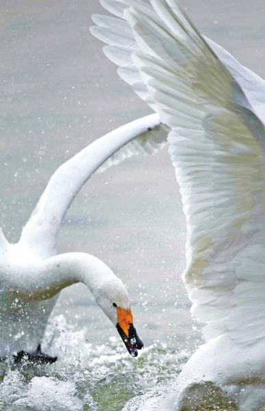 聽,是誰在唱歌!三門峽黃河庫區(qū)天鵝起舞