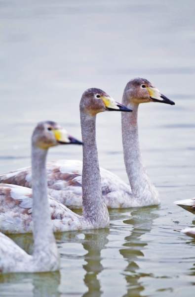 聽,是誰在唱歌!三門峽黃河庫區(qū)天鵝起舞