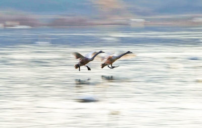 聽,是誰在唱歌!三門峽黃河庫區(qū)天鵝起舞