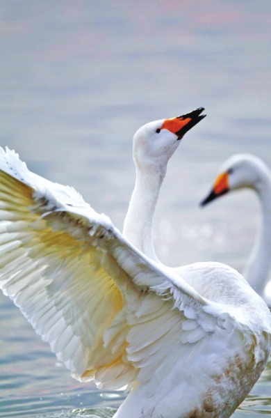 聽,是誰在唱歌!三門峽黃河庫區(qū)天鵝起舞