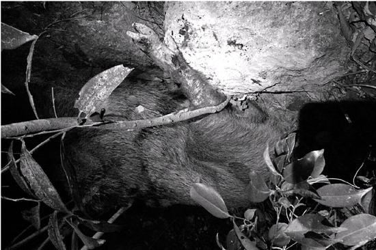 老獵戶進山失聯(lián)被找到尸體或死于野豬頂撞(圖)