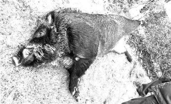 身長2米野豬下山亂竄 警察開20槍將其擊斃(圖)